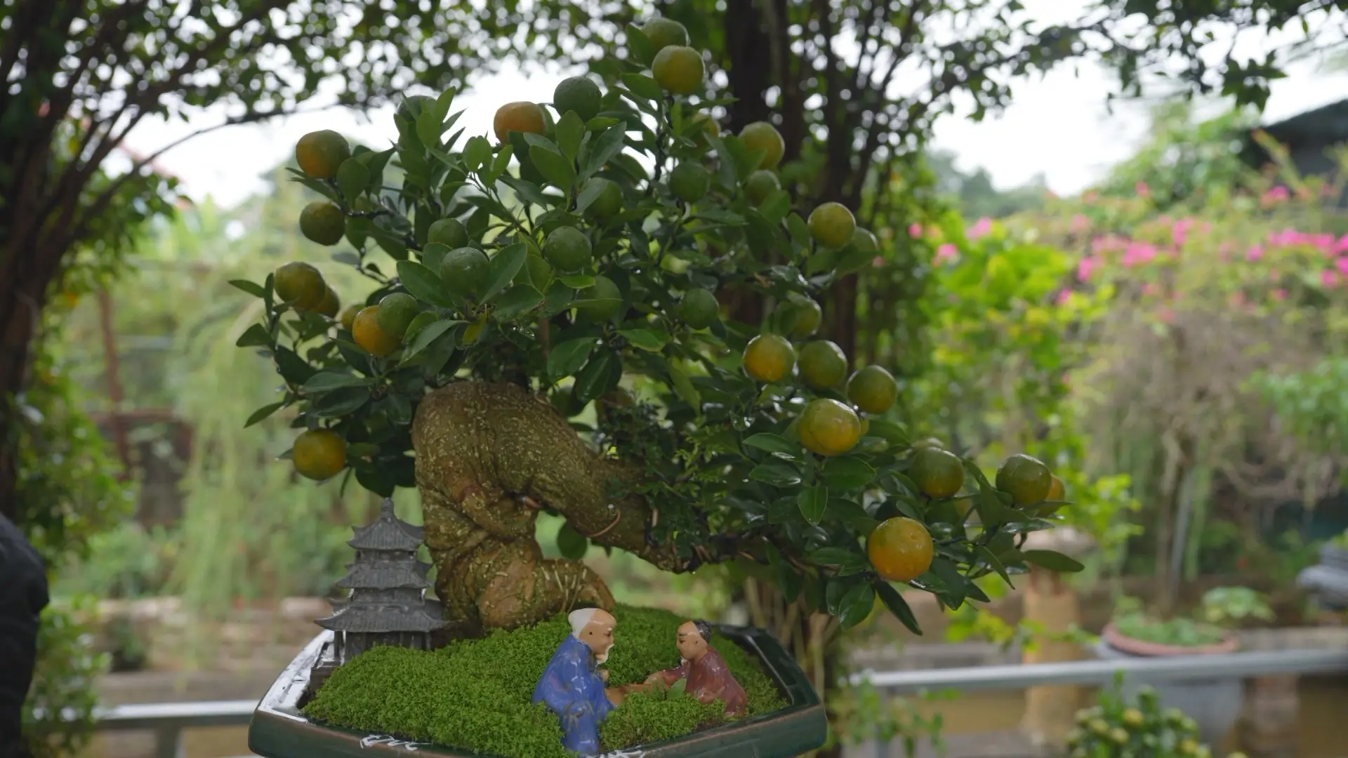 Vườn quất vào vụ, nhịp lao động rộn ràng trước Tết